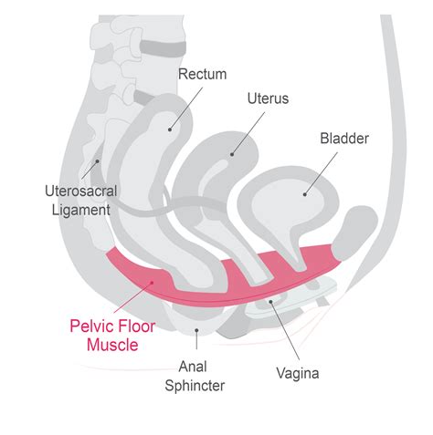 yourlifesketch.shop:pelvic floor muscle contraction