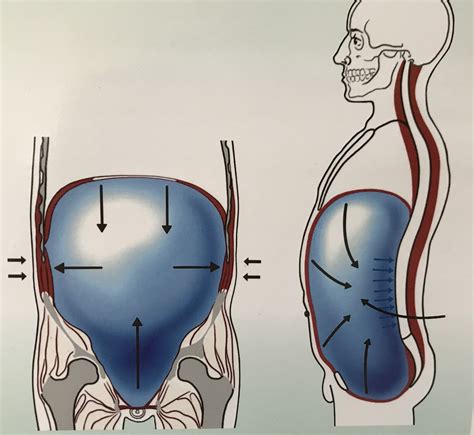 pelvic floor muscle contraction