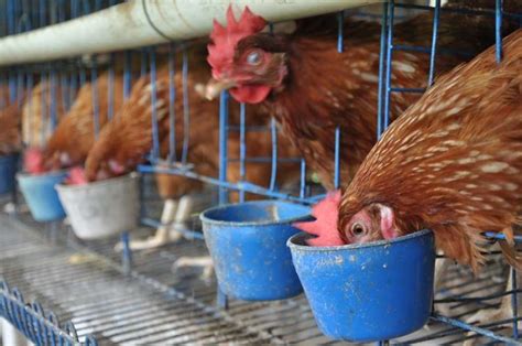 Pemberian Pakan Ayam Petelur dalam Rangka Peningkatan Produksi Telur