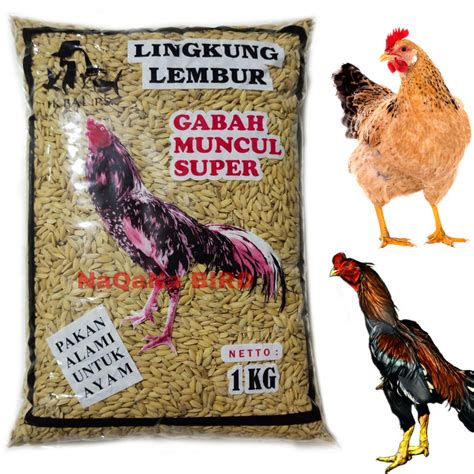 Pemberian Pakan dan Suplemen yang Tepat untuk Meningkatkan Kestabilan Pertumbuhan Ayam Bangkok