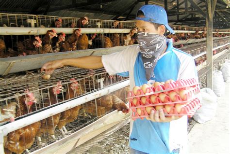 Pemeriksaan Kesehatan Ayam Kampung Petelur