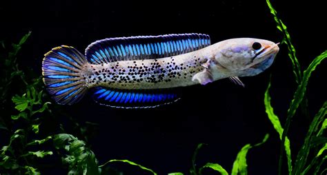 Pemijahan Ikan Channa Stewartii