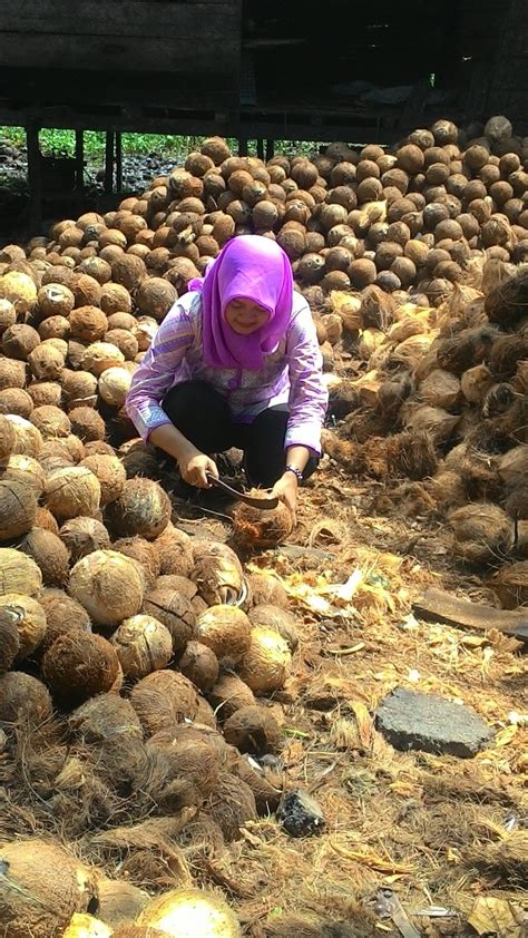 penanganan pasca panen kelapa