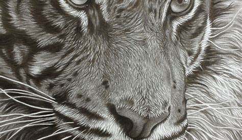 Pencil Drawing Images Animals 40 Realistic Animal s