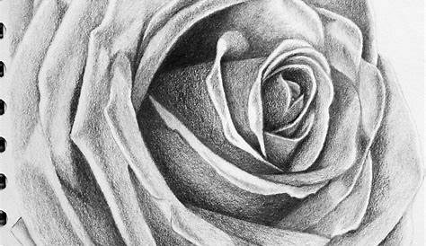 Pencil Drawing Images Of Rose Flowers Want To Draw A Sketch Using A You Must Try