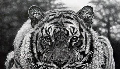 Pencil Drawing Pictures Of Animals 85 Simple And Easy s For Every