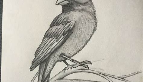chickadee drawing Google Search Bird pencil drawing