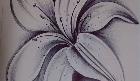 40 Easy Flower Pencil Drawings For Inspiration