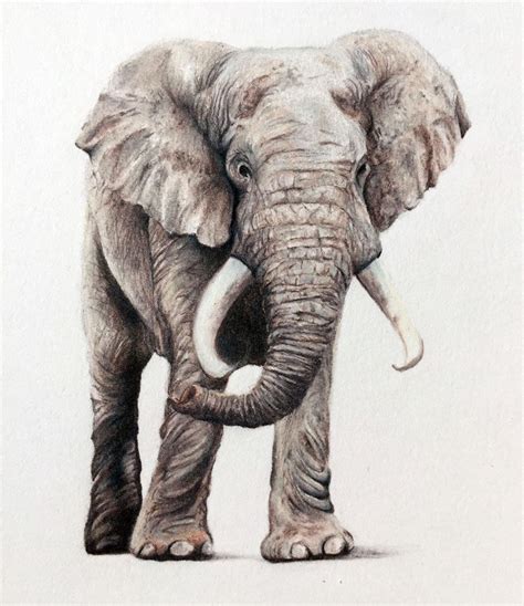 Elephant Drawing by Jerry Winick Fine Art America