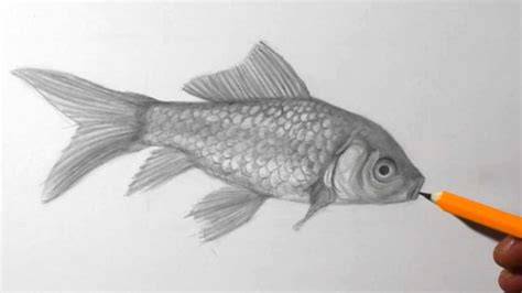 Pencil fish drawing