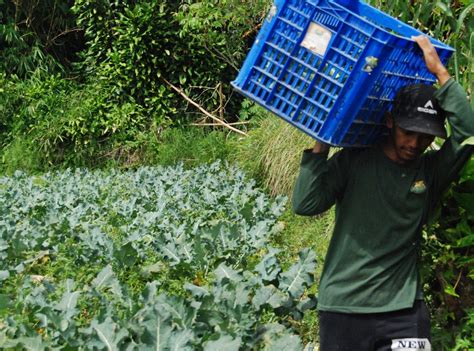 pengembangan pertanian organik di indonesia