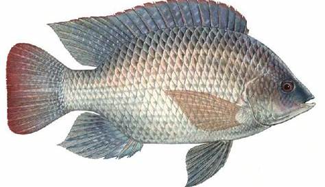 Olahan Ikan Nila Oleh-Oleh dari Sleman untuk Pemudik | Republika Online