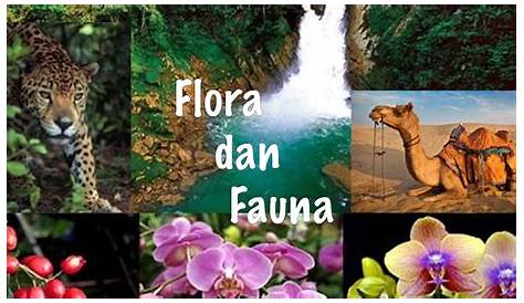 Pengertian Flora Dan Fauna Flora Amp Fauna - Riset