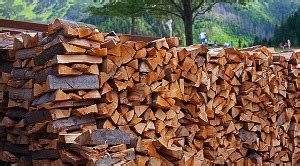 pengertian kayu menurut para ahli