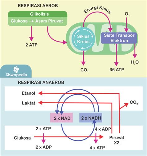 pengertian respirasi aerob dan anaerob