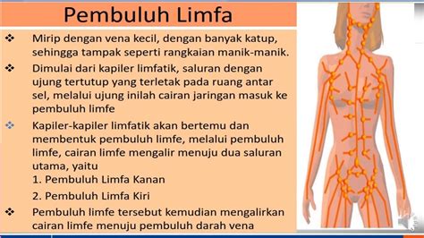 pengertian sistem limfatik