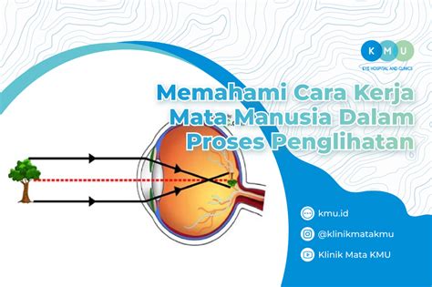 Penglihatan