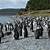 penguin island ushuaia