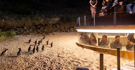 penguin conservation tour