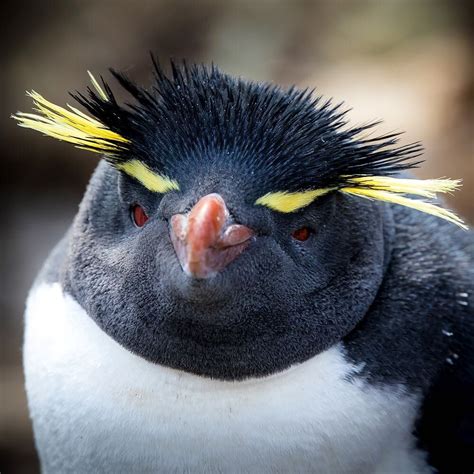 penguin eyebrows