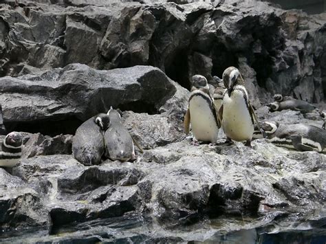 Habitat penguin di kebun binatang