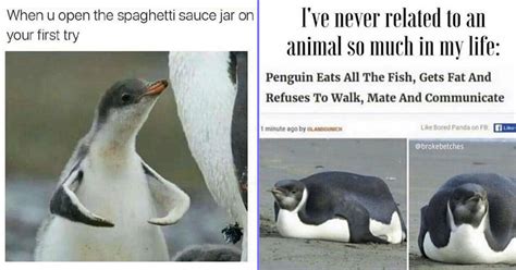 Penguin Memes