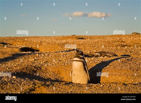 penguin nesting Punta Tombo