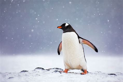 penguin photography