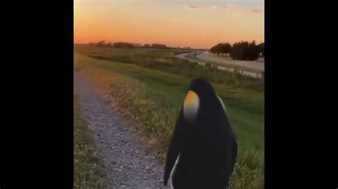 penguin staring at sunset
