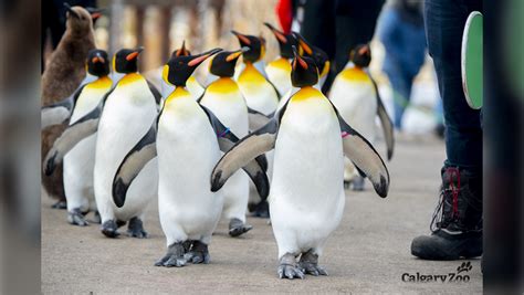 penguin walk calgary zoo