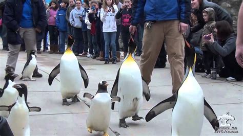 penguin walk pittsburgh zoo