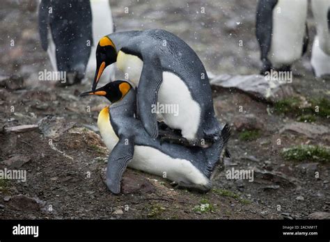 penguins mating
