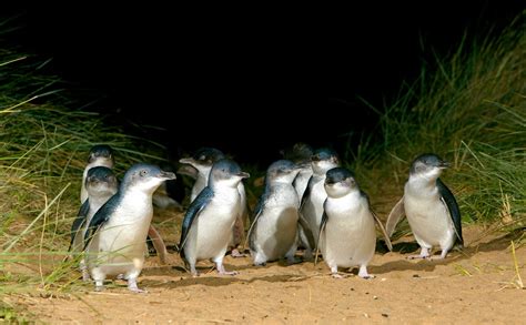 penguins on phillip island