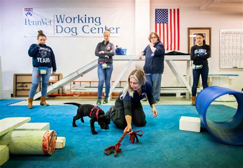 5 Penn Dog Training Tips