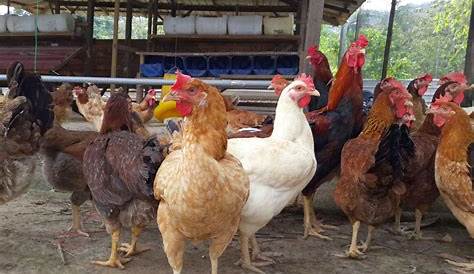 Penternak Ayam Kampung Asli Pahang - YouTube