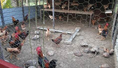 Reban Ayam In English : Ayam Kampung Mardi Jana Pulangan - Industri