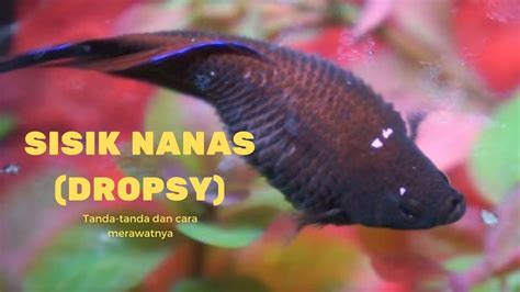 √ Mengobati Penyakit Dropsy (Sisik Nanas) pada Ikan Cupang