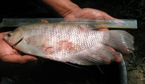 Apa saja jenis penyakit berbahaya pada Ikan Nila ? - Diskusi Perikanan