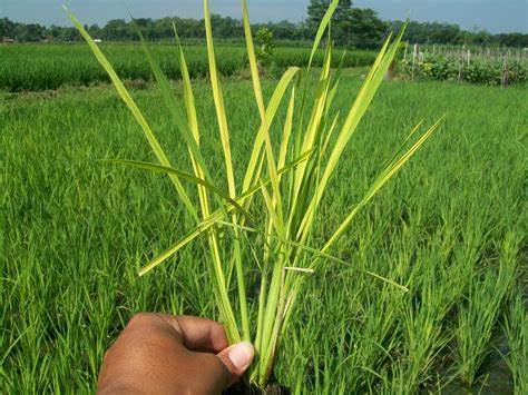 penyakit tanaman padi
