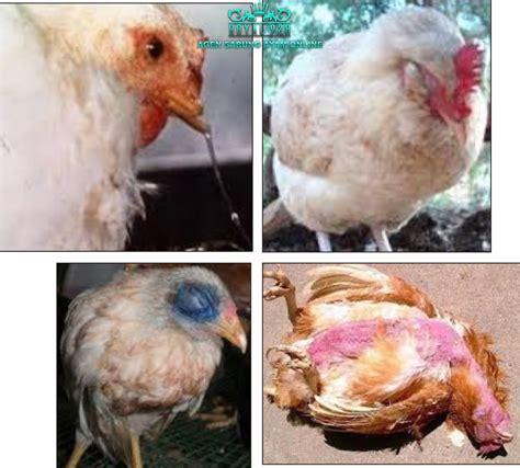 Penyakit pada Ayam yang Disebabkan oleh Virus