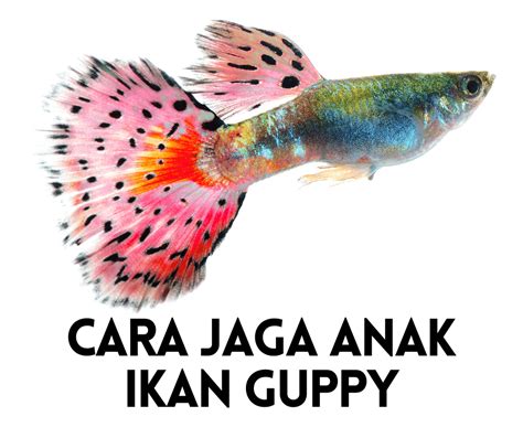 Penyakit pada Ikan Guppy: Temukan Rahasia Mengatasinya!
