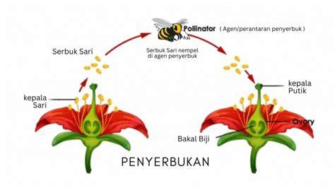 penyerbukan cabe