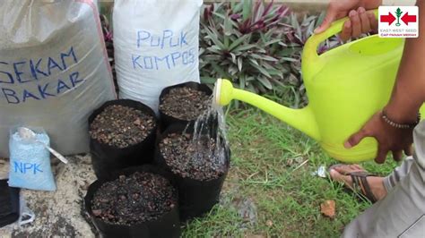 penyiraman polybag untuk sayuran in indonesia