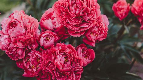 Peonies Hd Wallpaper