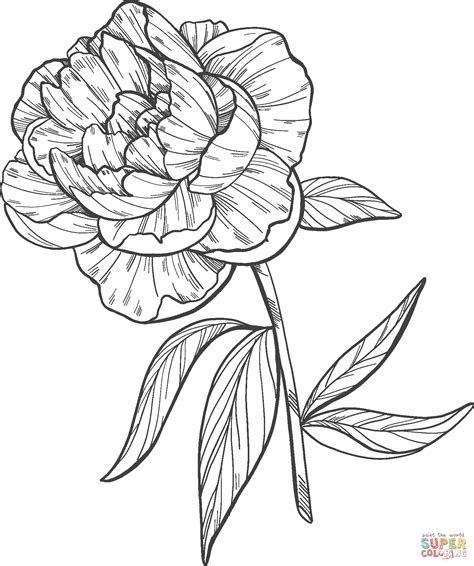 Peony Coloring Page at Free printable colorings