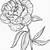 peony coloring page