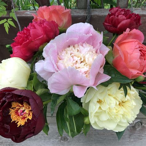 Peony Cut Flowers