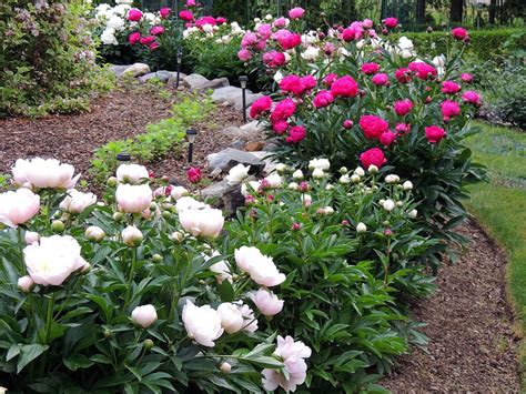 Peony Flower Beds