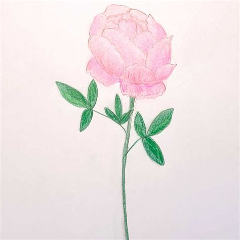 Peony How To Draw