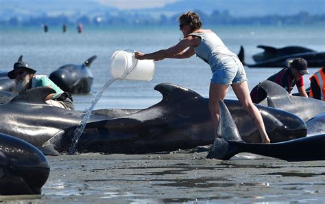 people helping whales by cleaning